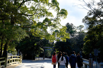 Trees in park