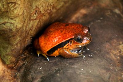 Close-up of frog on rock