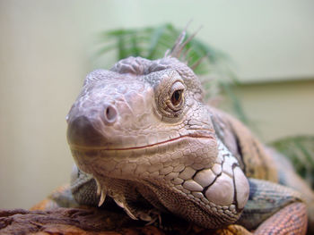 Close-up of lizard on rock