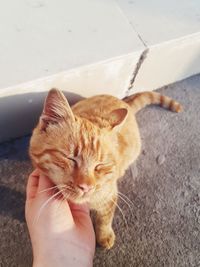 High angle view of hand holding cat