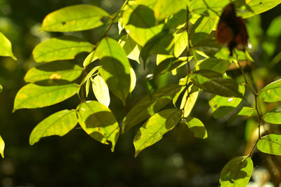 Tropical green leave and sun