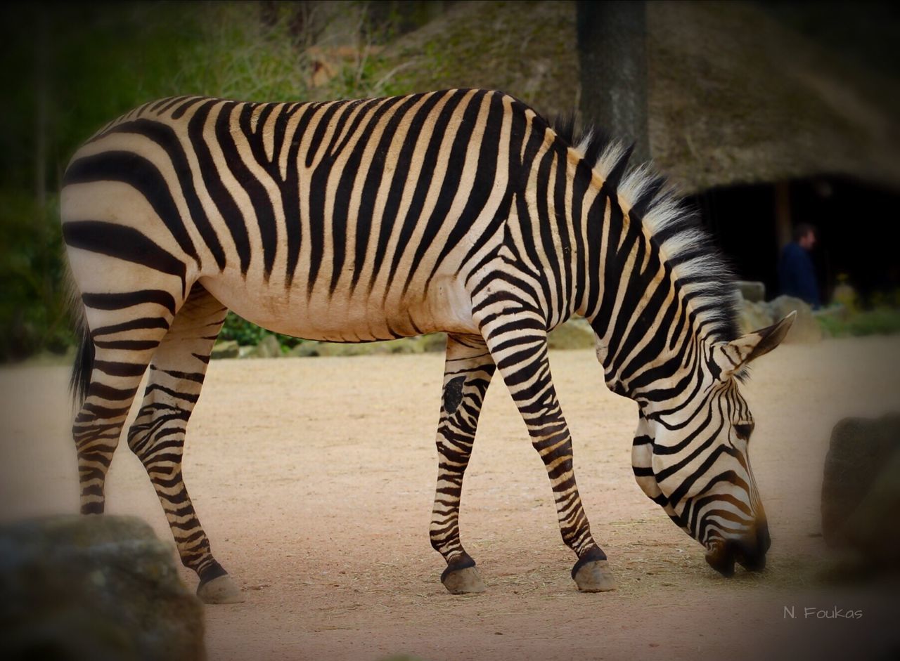 animal themes, zebra, animals in the wild, wildlife, striped, safari animals, animal markings, one animal, standing, herbivorous, mammal, field, two animals, full length, zoo, natural pattern, side view, outdoors, focus on foreground, sunlight