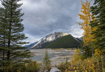 Scenic view of forest against sky during autumn