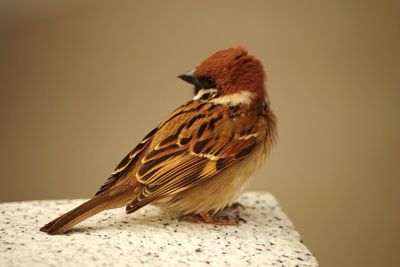 Close-up of bird perching outdoors