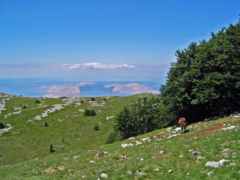 Horse on hill against sky