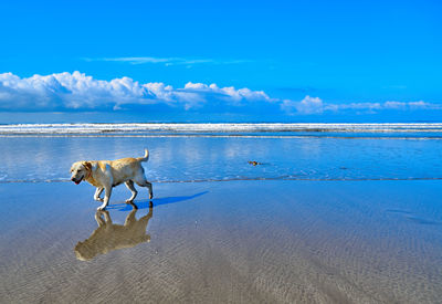 Dog on beach against blue sky