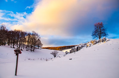 Trees on snow covered landscape against sky