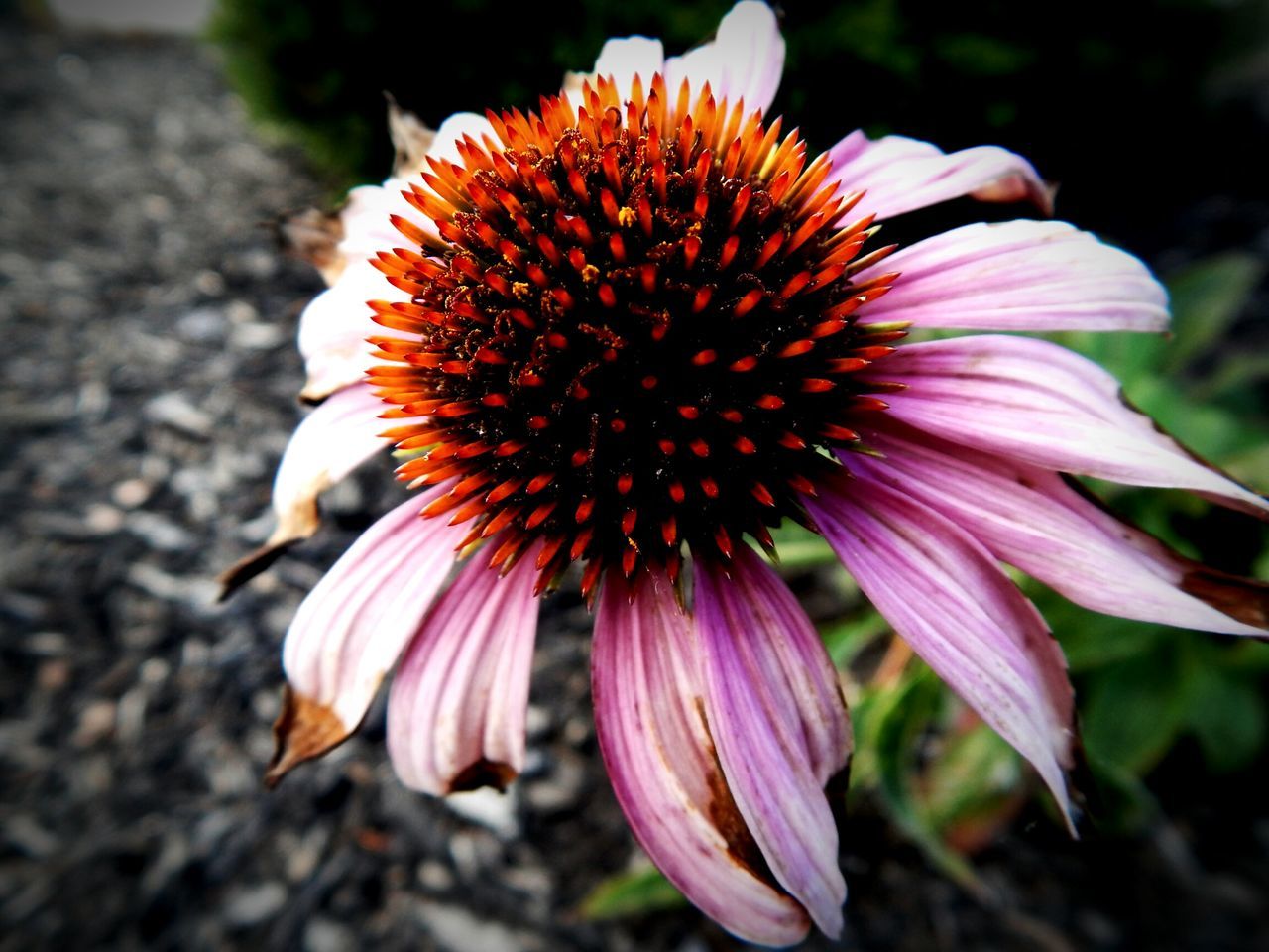 flower, petal, flower head, freshness, fragility, close-up, pollen, single flower, focus on foreground, blooming, beauty in nature, growth, nature, pink color, in bloom, stamen, plant, outdoors, no people, day