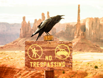 Bird perching on sign board