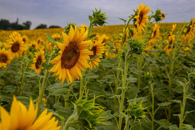 Close-up of yellow flowering plants on field