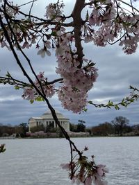 Close-up of fresh flowers blooming on tree by lake against sky