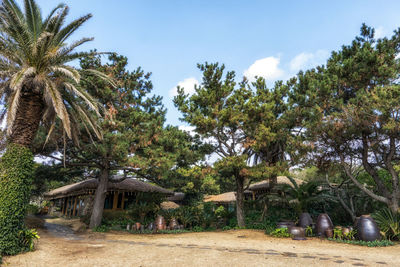 Palm trees by plants against sky