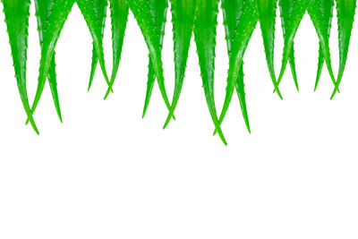 Close-up of leaves against white background