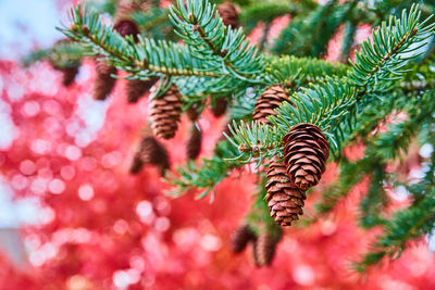 Close-up of pine tree