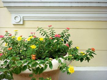 Close-up of flowering plant against wall