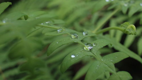 Close-up of raindrops on leaves