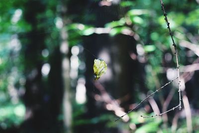 Close-up of plant in forest