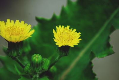 Close-up of yellow flowering plant