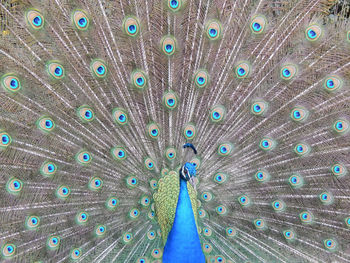 Full frame shot of peacock