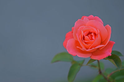 Close-up of pink rose