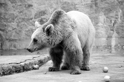 Grizzly bear in zoo against wall