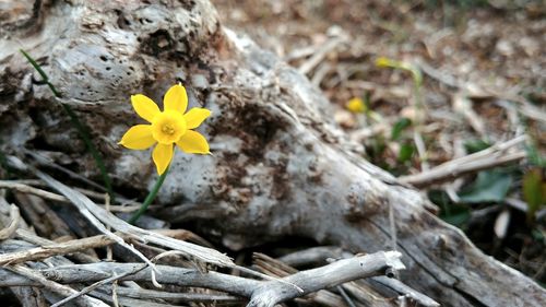 Close-up of yellow flowering plant on land