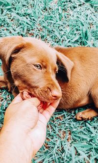 Midsection of person holding dog