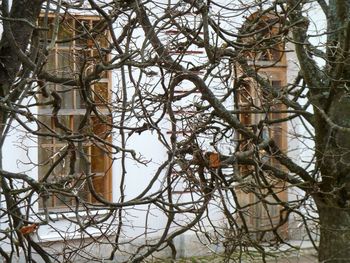 Low angle view of bird perching on tree