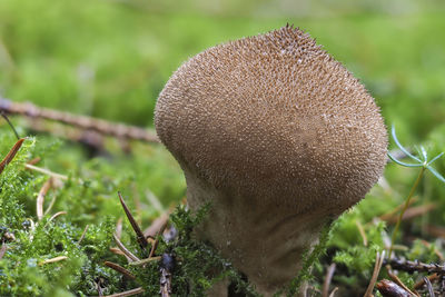 Close-up of mushroom growing on field