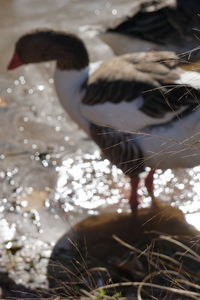 Close-up of reflection in water