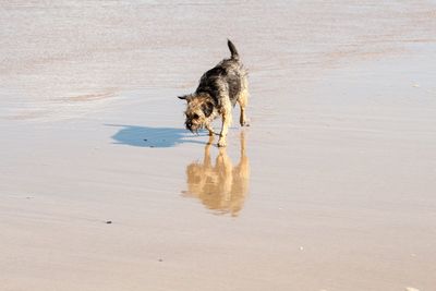 Dog running on beach