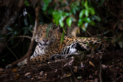 Cat relaxing on field