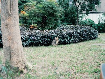 View of an animal on field