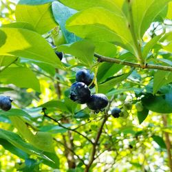 Close-up of berries on tree