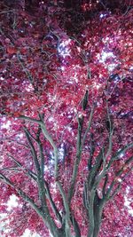 Low angle view of tree against sky