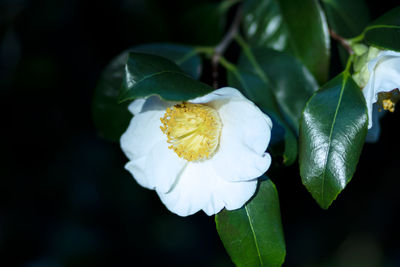Close-up of white flowering plant