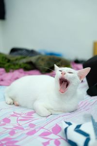 Cat lying on bed