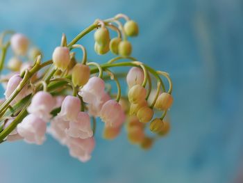 Close-up of flowers with buds growing outdoors