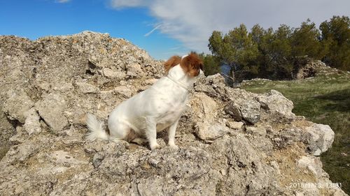 Dog on rock against sky