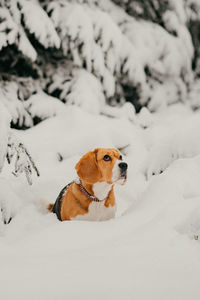 Dog on snow covered field