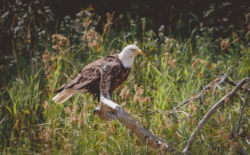 Bird perching on tree