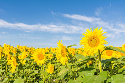 Close-up of yellow flowering plant on field against sky