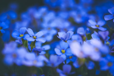 Close-up of purple flowering plants