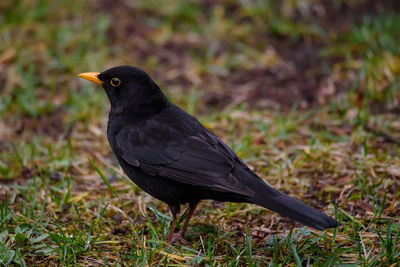 Close-up of bird perching on a land