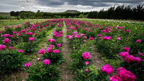 Pink flowering plants on field