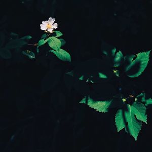 Close-up of flowers against black background