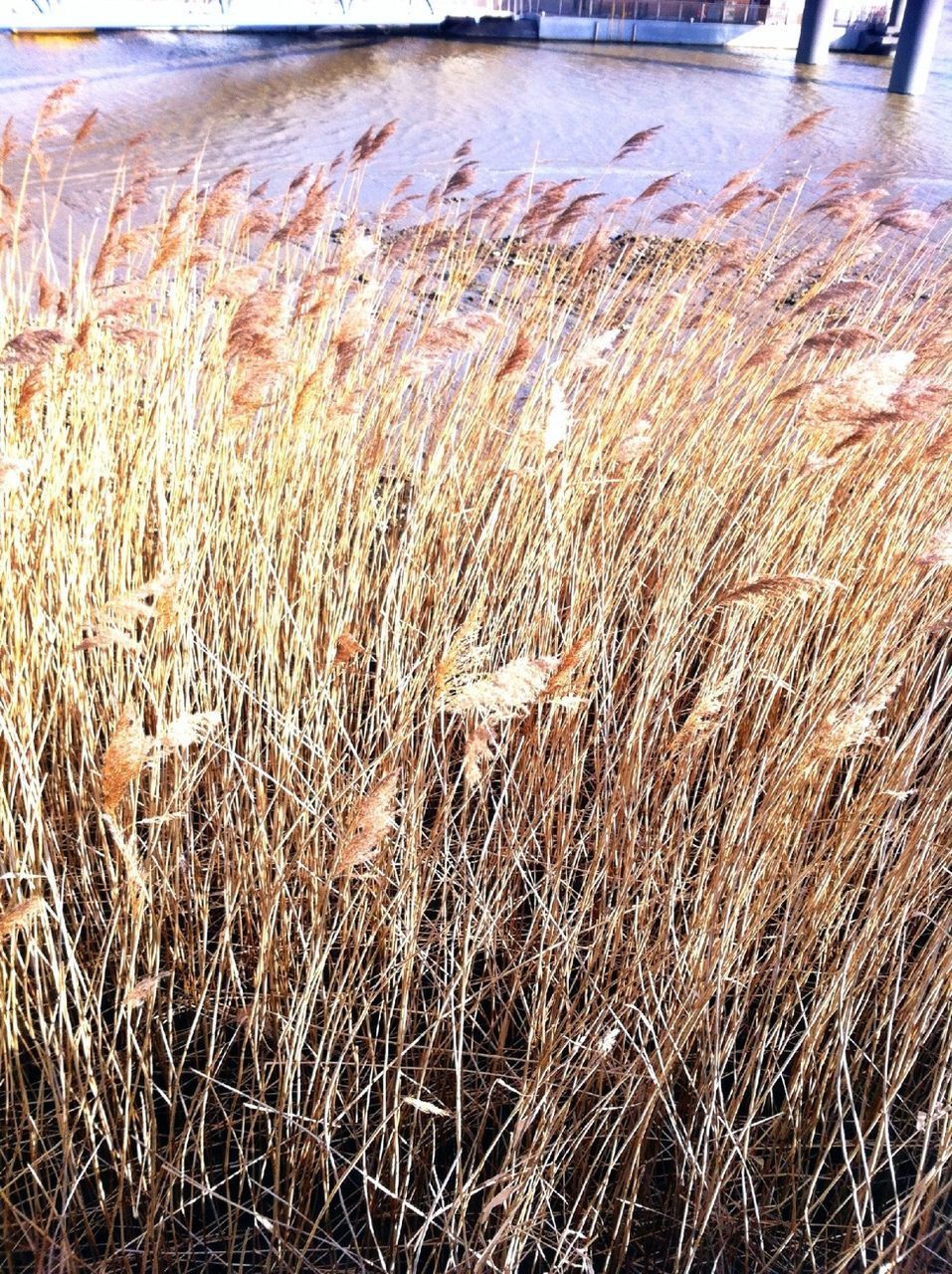 grass, water, field, plant, nature, tranquility, growth, day, high angle view, dry, outdoors, no people, beach, agriculture, sand, farm, sunlight, rural scene, close-up, beauty in nature