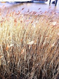 grass