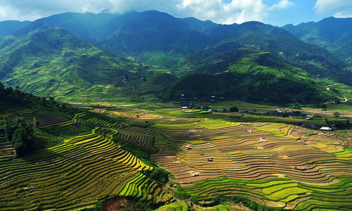 Scenic view of rice paddy field