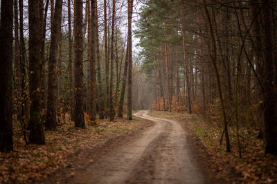 Road amidst trees in forest